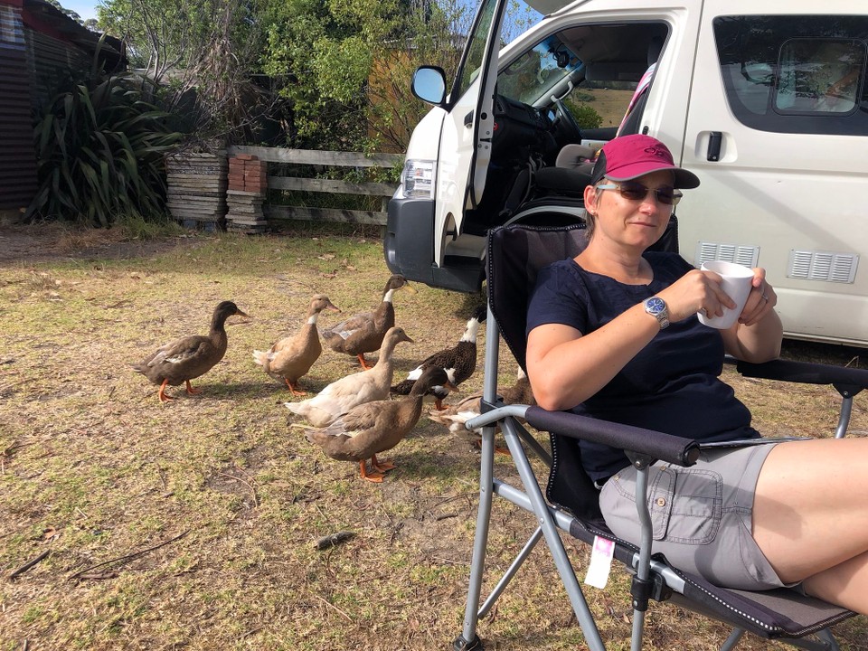 Neuseeland - Auckland - Morgenessen in Coromandel. Und wieder Entenbesuch. Die Sonnenbrille von Nicolas ist leider nicht mehr auffindbar.