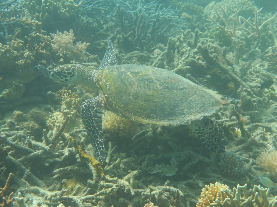 Philippines - Coron - Petite tortue pas effrayee du tout par notre palanquee