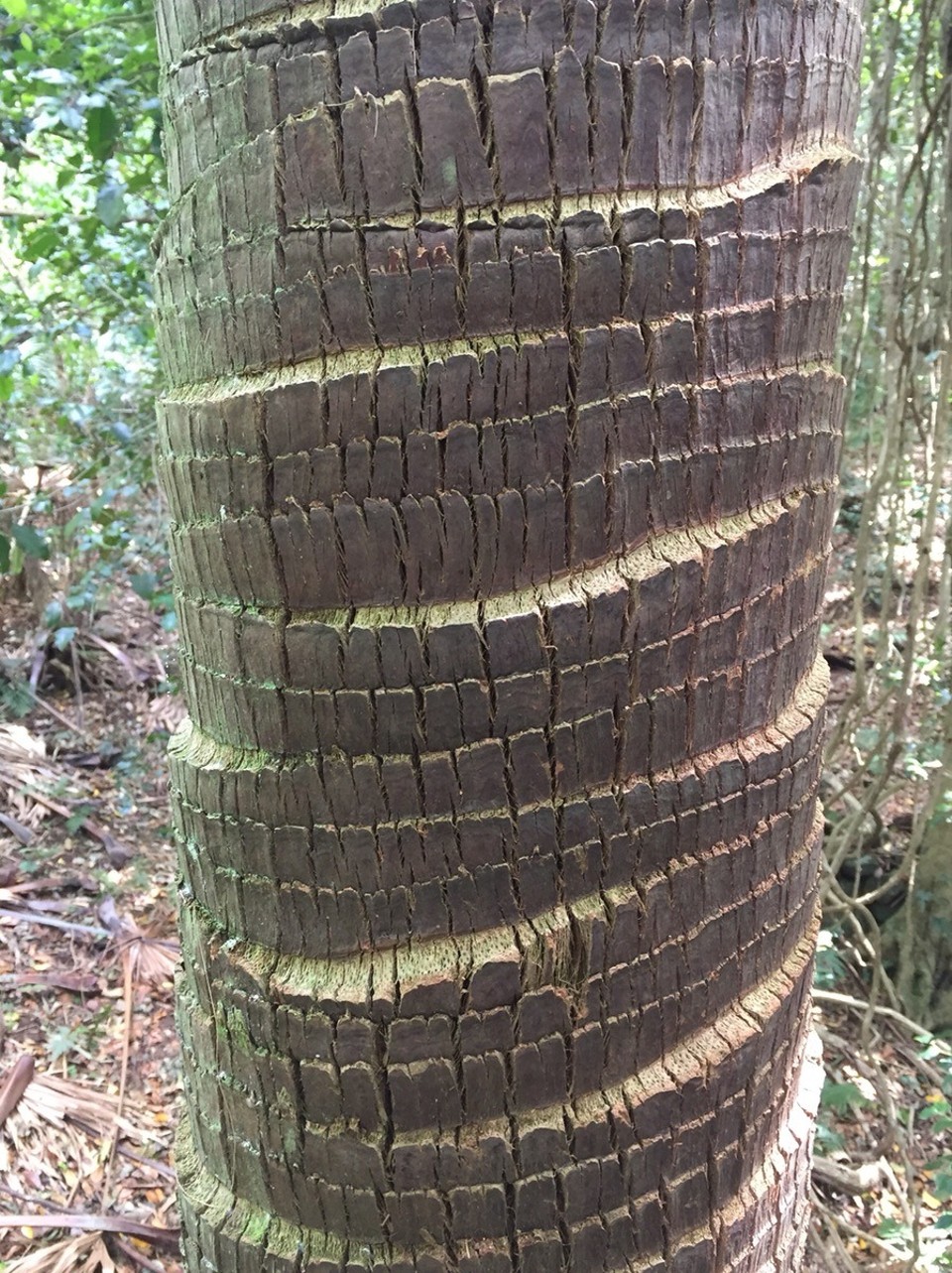  - Australia, Budderoo National Park, Minnamurra Rainforest Center - 