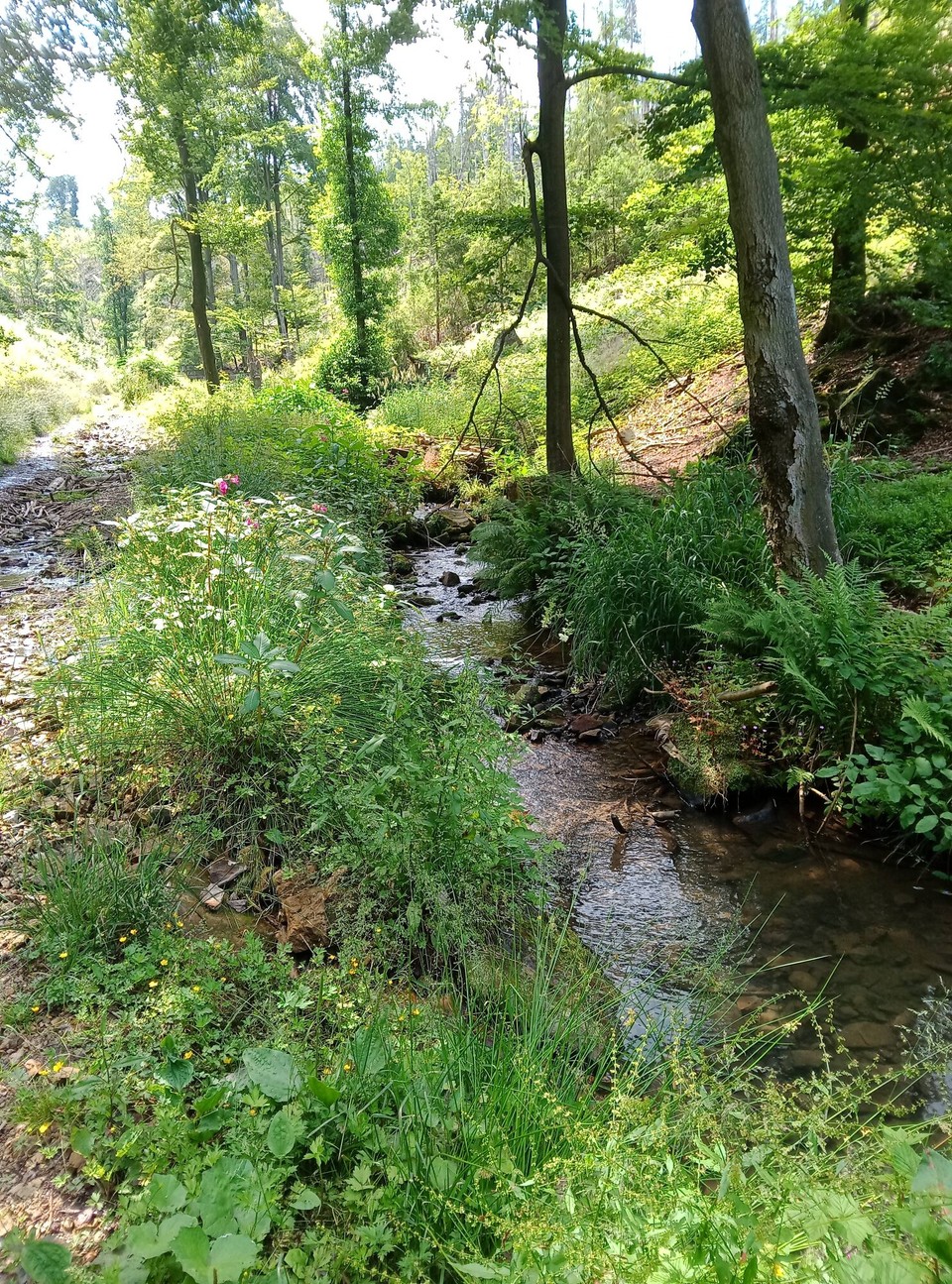 Deutschland - Horn-Bad Meinberg - Das plätschern des Silberbaches...hier macht Wandern Spaß 