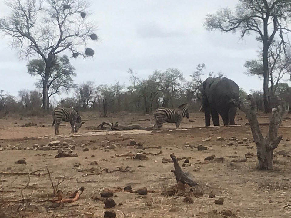 Südafrika -  - 