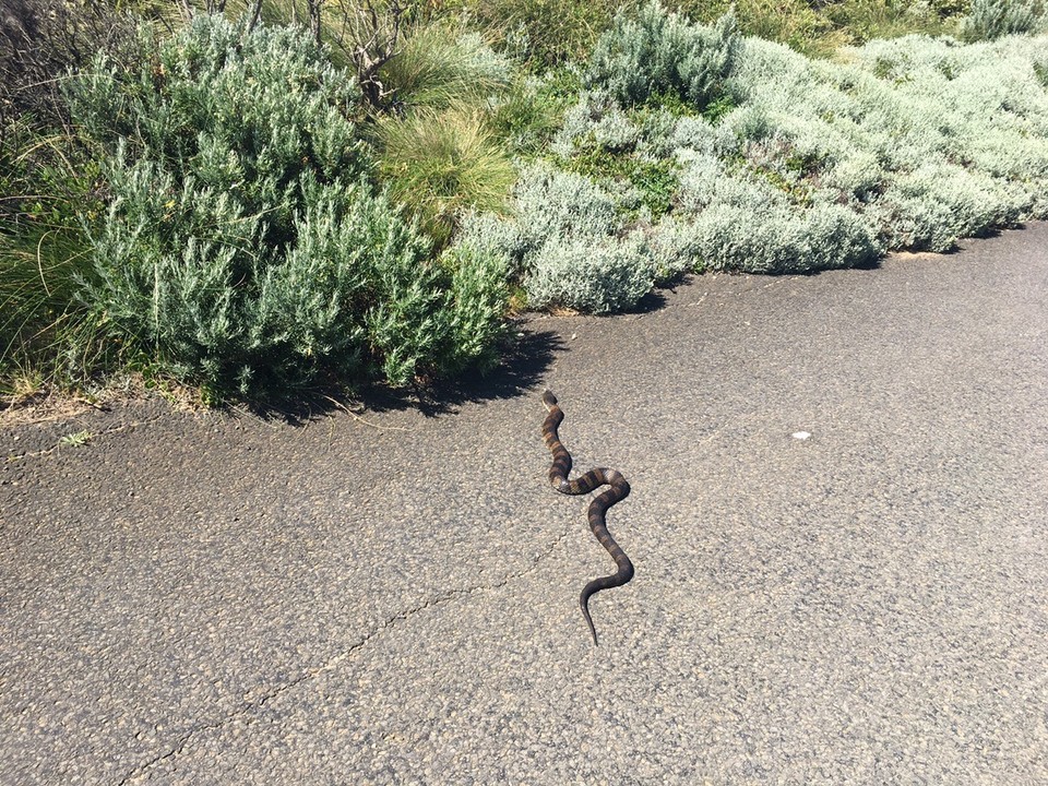  - Ausztrália, Loch Ard Gorge - Tiger snake - 5. a top10 legveszélyesebb kígyók listáján