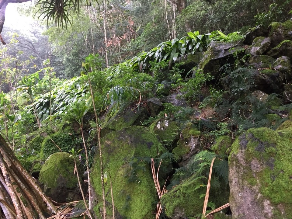 Vereinigte Staaten - Hauula - Im Waimea Valley