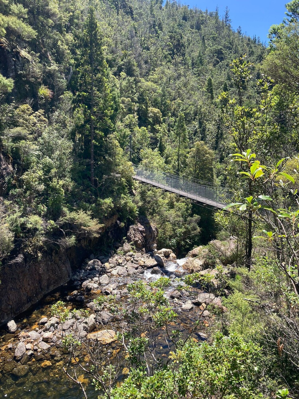 Neuseeland - Coromandel Forest Park - 