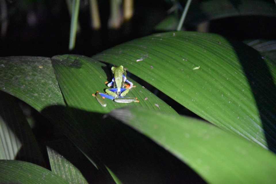 Costa Rica - La Fortuna - Geht gleich gut los mit einer Peepshow. 