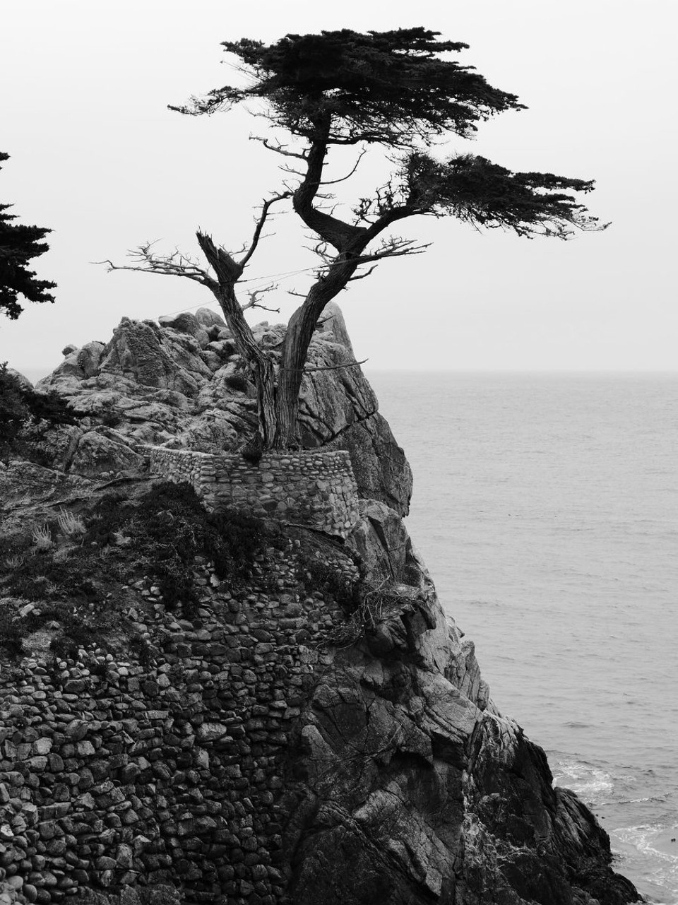 USA - Monterey - ....die einsame Zypresse