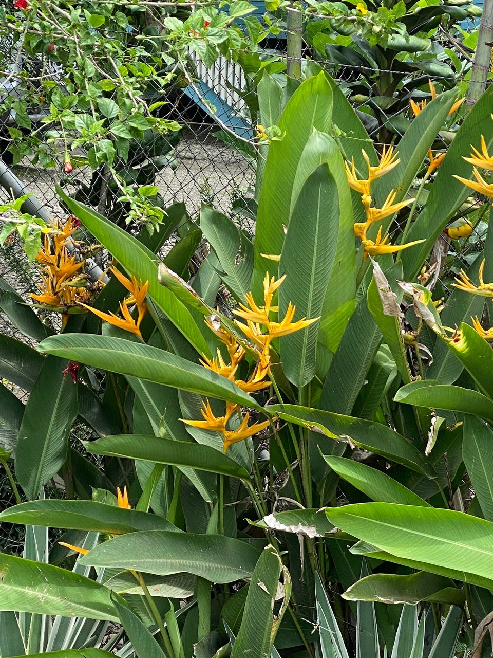 Papua-Neuguinea -  - 