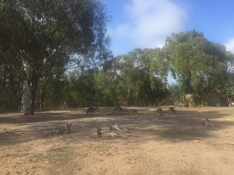  - Australia, Agnes Water, Horizons Kangaroo Sanctuary - 