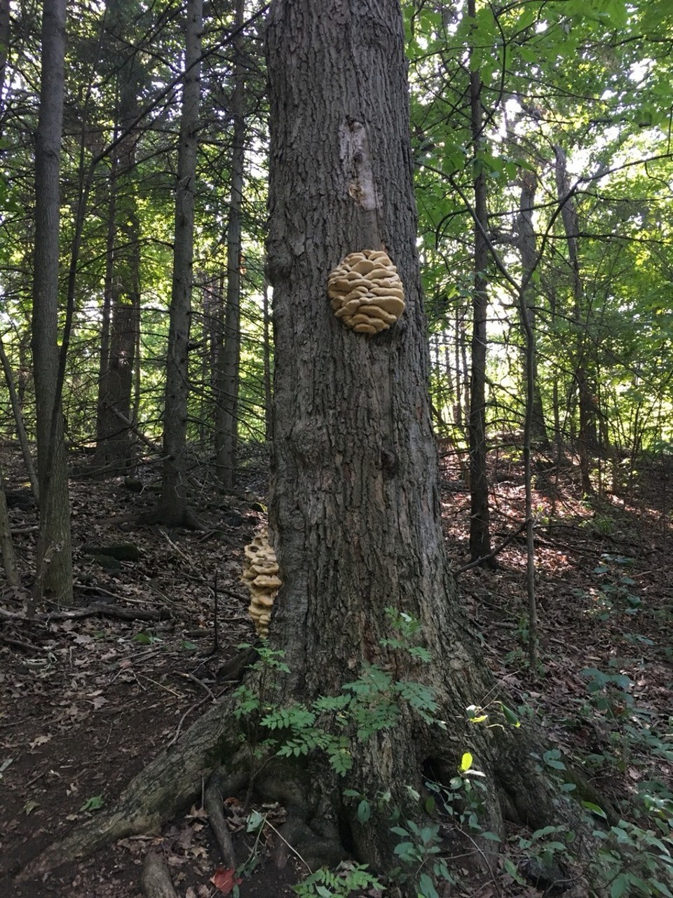 Kanada - Montréal - Kann mir jemand sagen was das für ein Pilz ist? Ist es ein Pilz? 