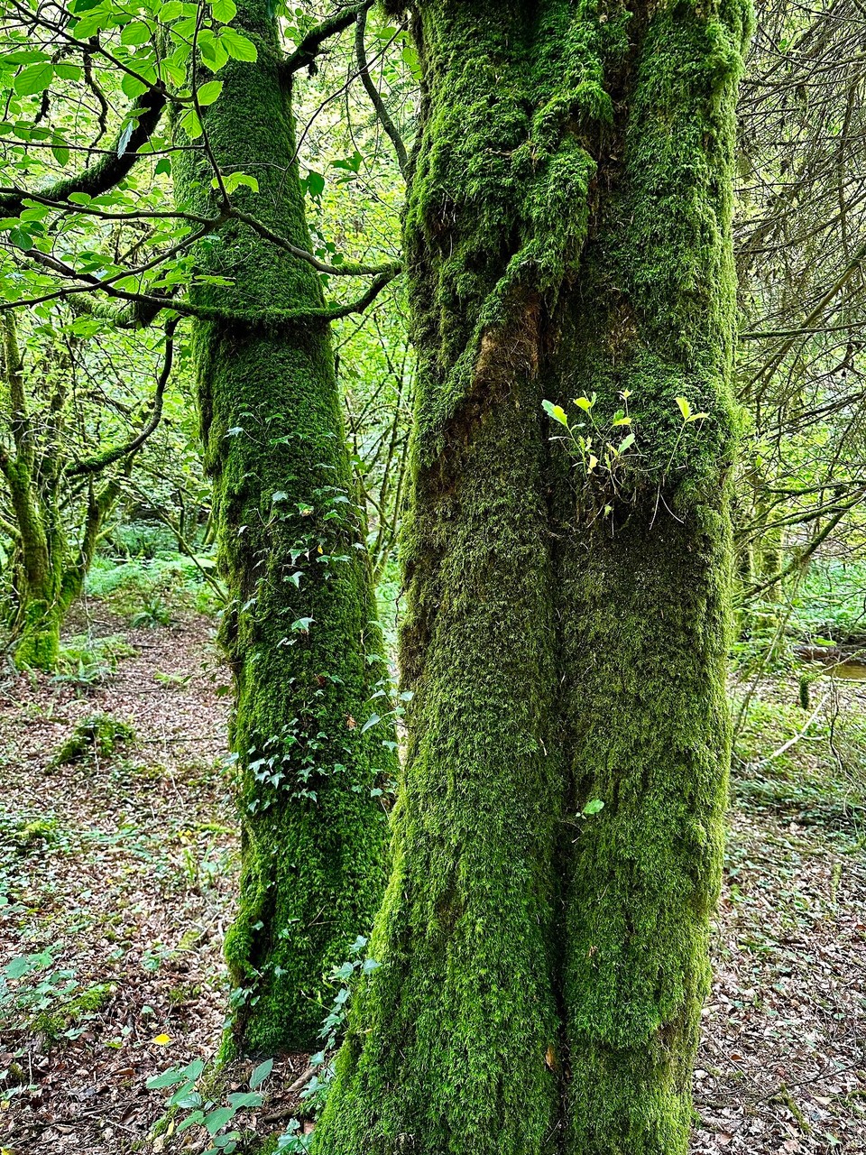 Frankreich - Huelgoat - 