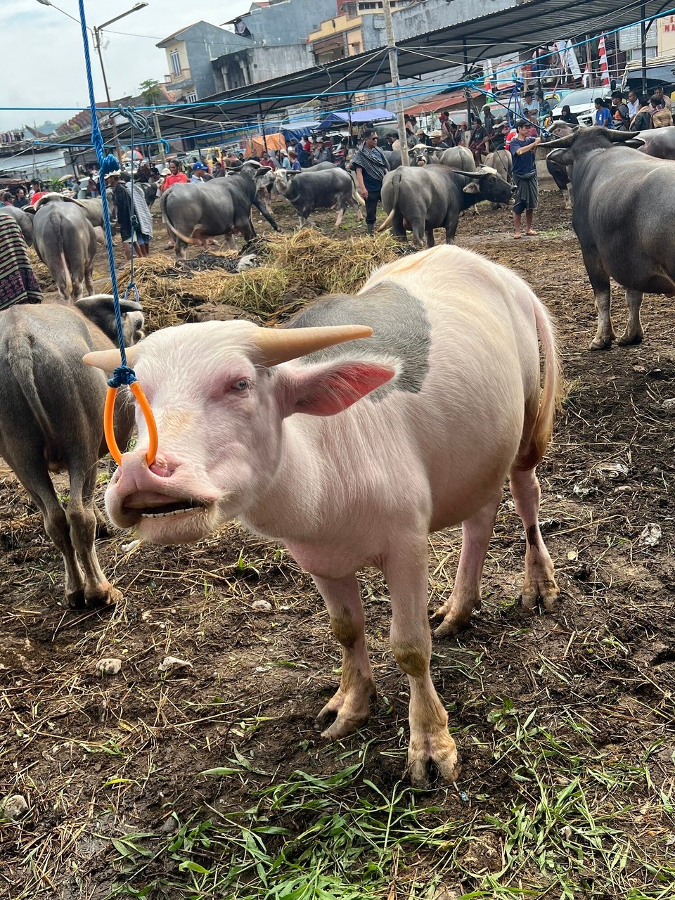 Indonesien - North Toraja Regency - Besonders wertvoll ein albino Büffel, der teuerste wurde nur um ihn zu opfern für 30.000€ erworben. 