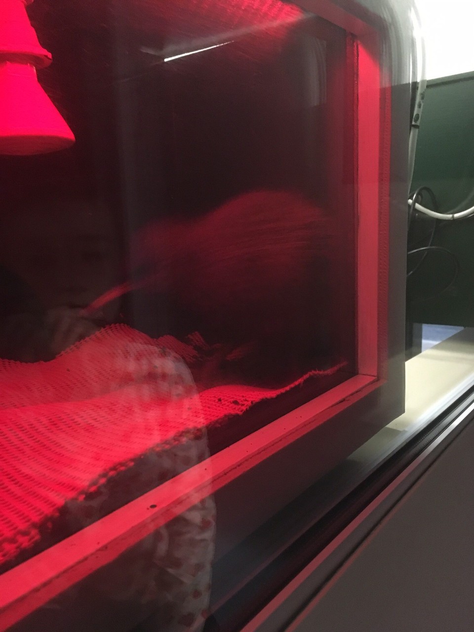 Neuseeland - Franz Josef Glacier - Der größte Feind für die Kiwis sind Hermeline. Diese wurden ursprünglich in Neuseeland eingeführt, um die Hasenplage zu verringern. Jetzt sind sie selber eine Plage für die Kiwis.
Deshalb werden in Sanctuarys Eier von den Kiwis weggenommen und in Kiwi-Zentren sicher ausgebrütet.