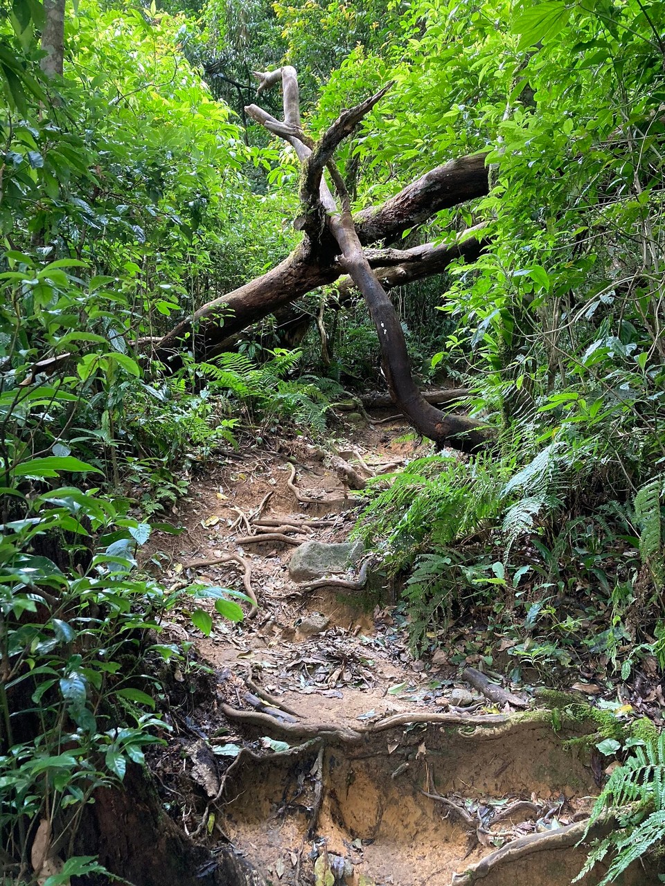 Vietnam - Lac Duong - 