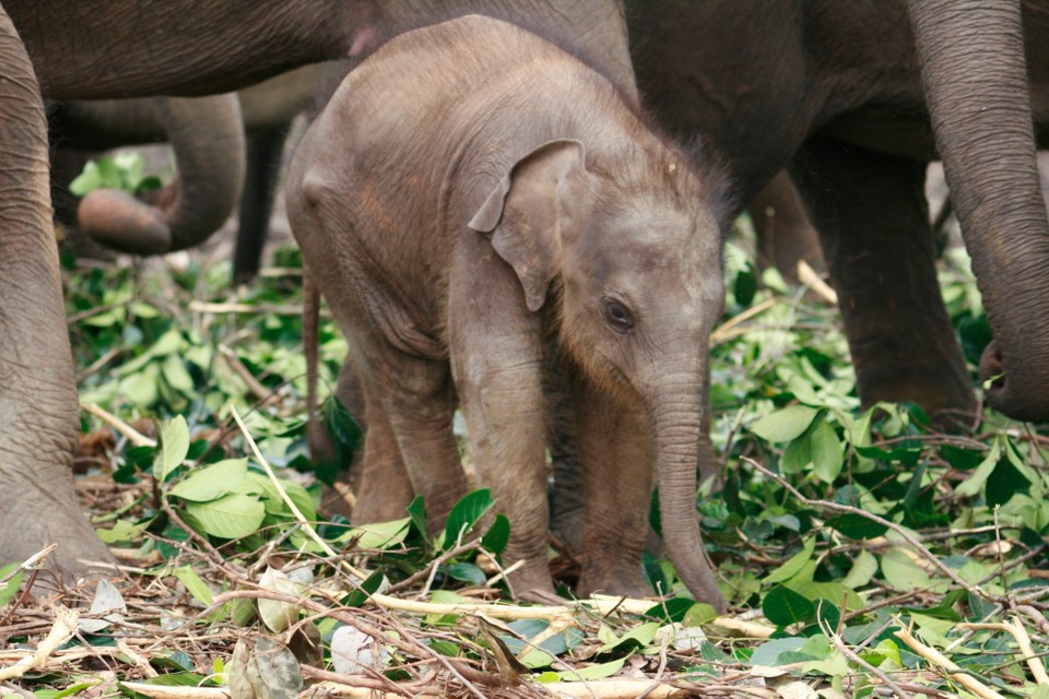 Sri Lanka - Pinnawala - 