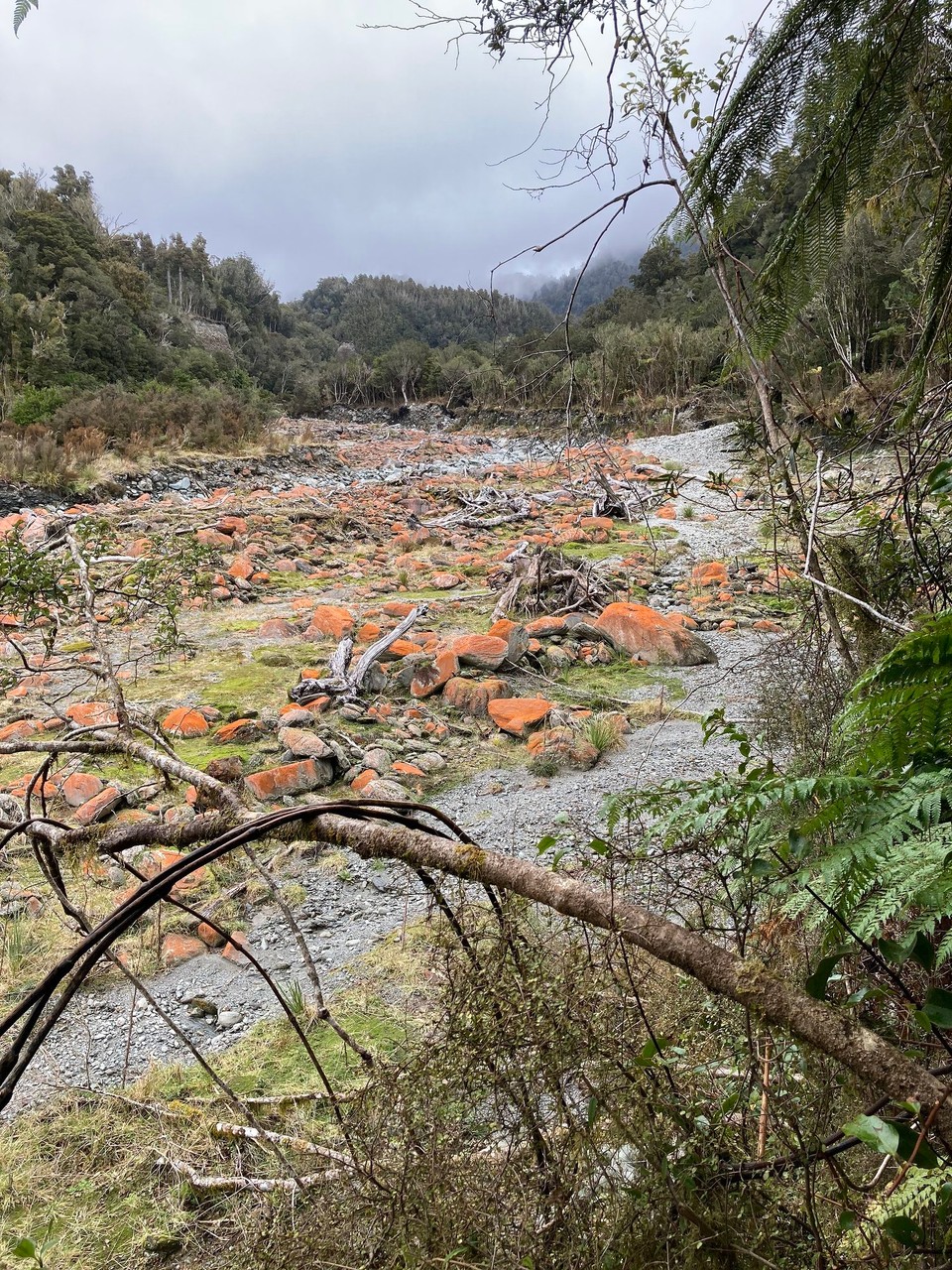 Neuseeland - Whataroa - 
