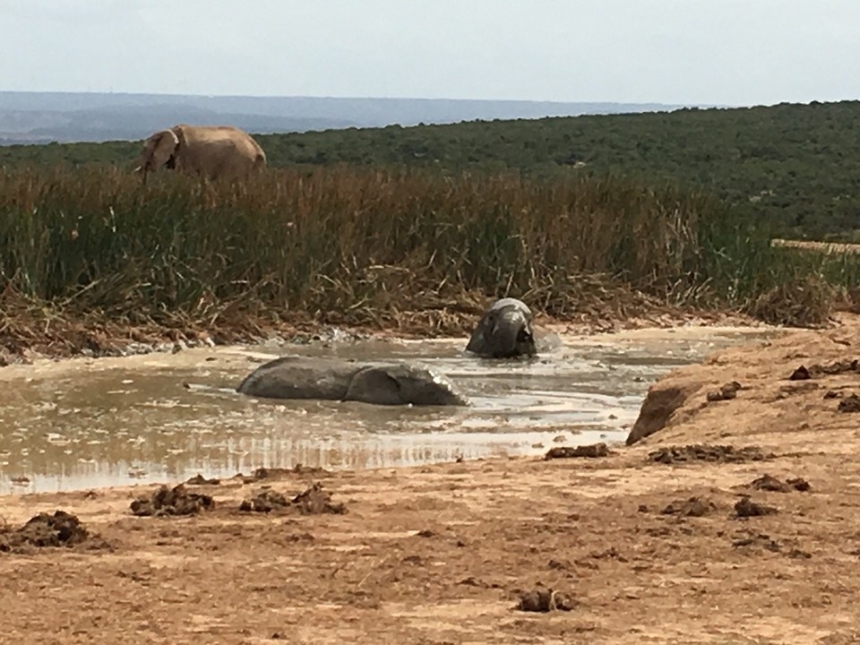Südafrika -  - 