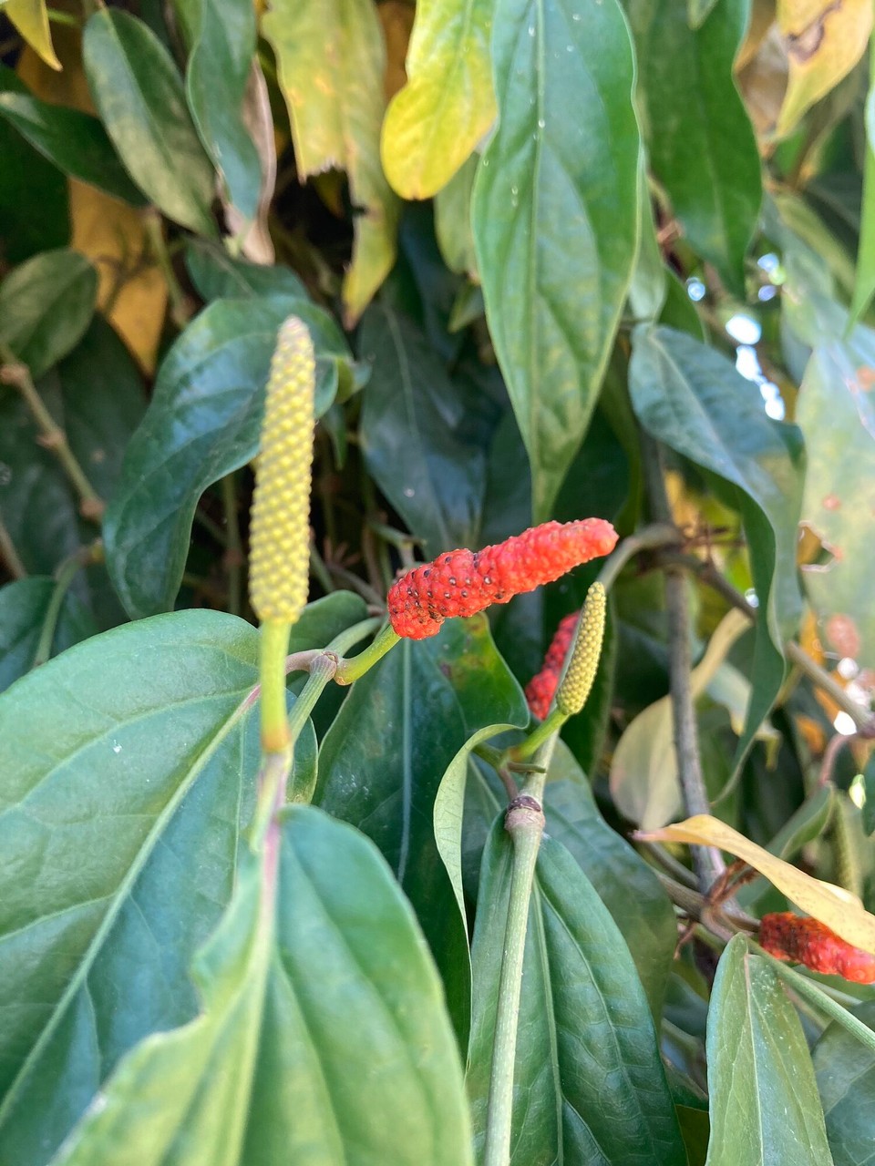 Kambodscha - Tuek Chhou - Zweite Sorte, sogenannter „Long-Pepper“