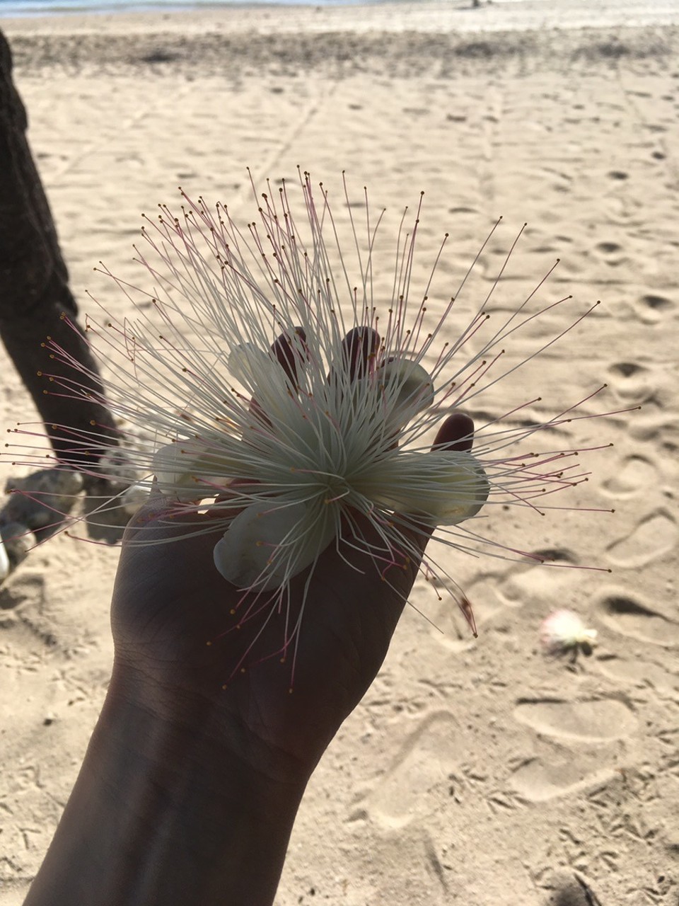 Fidschi -  - Eine der besonderen Blüten auf Fiji 