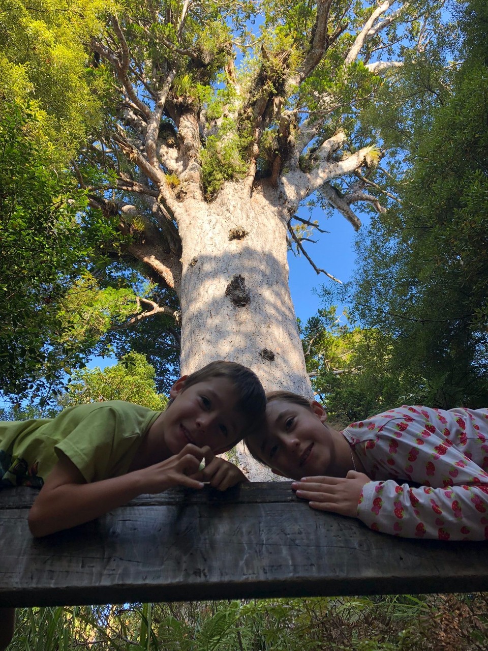 Neuseeland - Waipoua Kauri Forest - Das ist der grösste Baum im Wald. Er heisst tane Mahuta. 