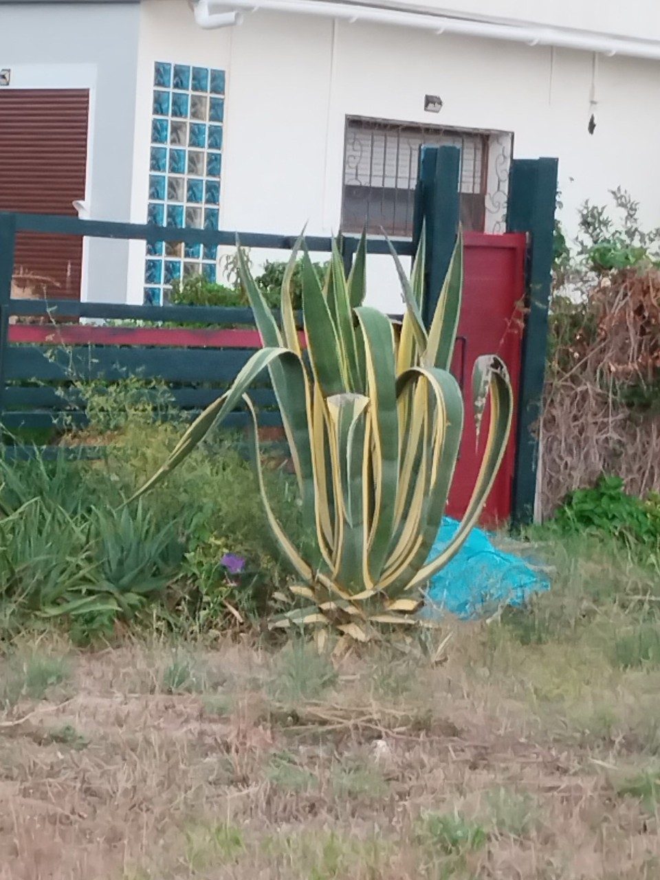Spanien - Malgrat de Mar - Endlich seh ich sowas mal in seiner natürlichen Umgebung 🤩....