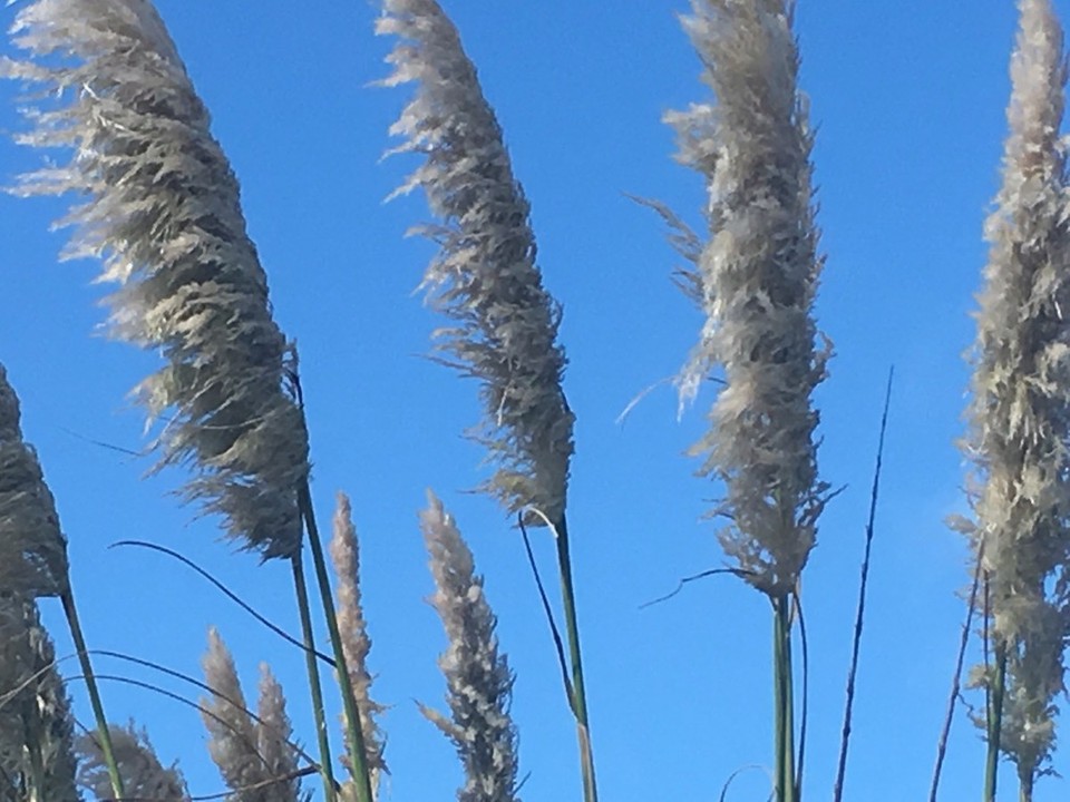 Neuseeland - Waipu - 