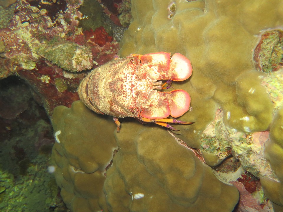 Australia - Cairns City - Jamais vu d'aussi grosse cigale de mer en plongee de nuit