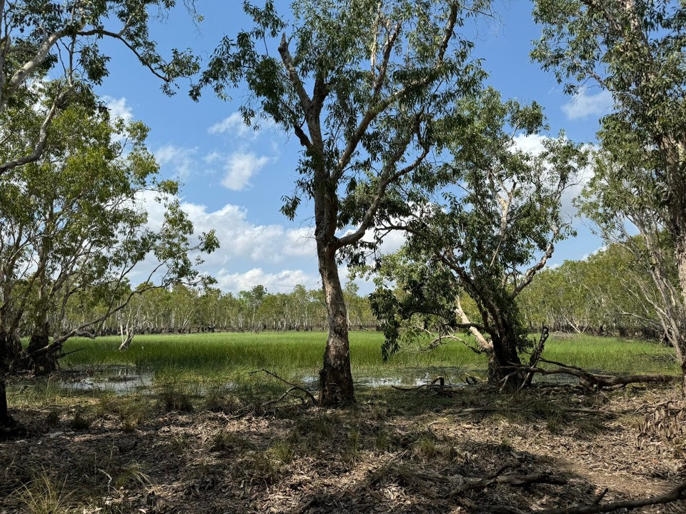 Australien - Litchfield Park - Tabletop Swamp