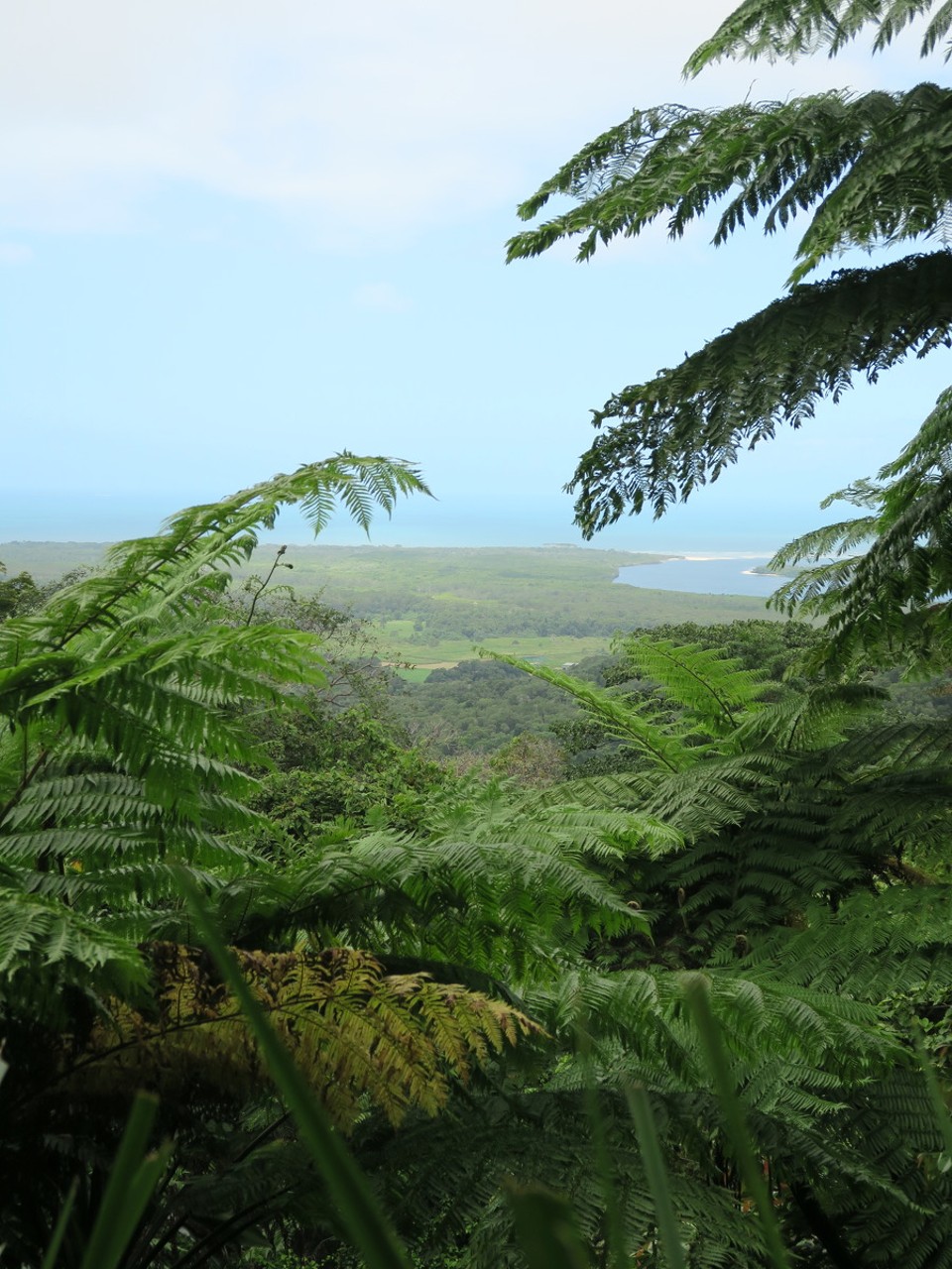 Australia - Daintree - 