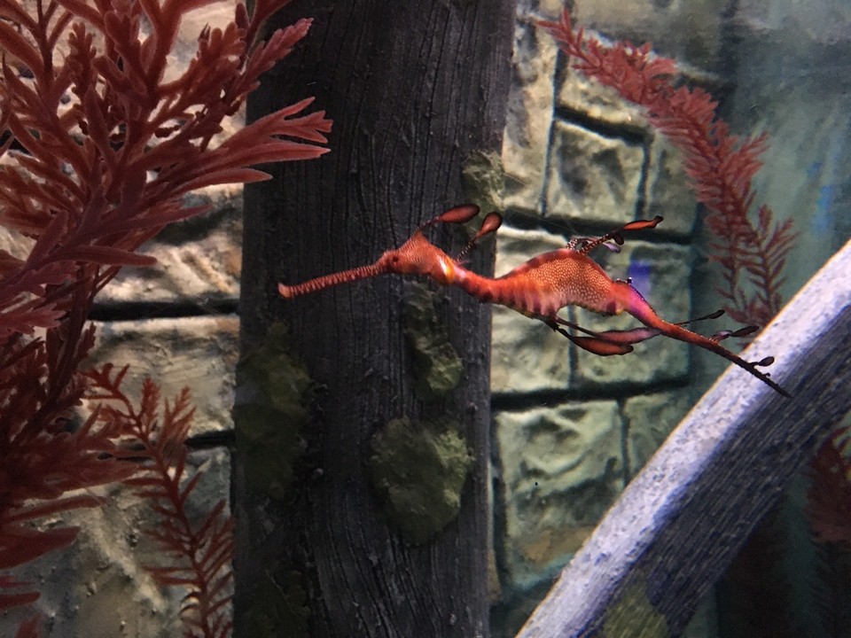  - Ausztrália, Melbourne, Aquarium - 