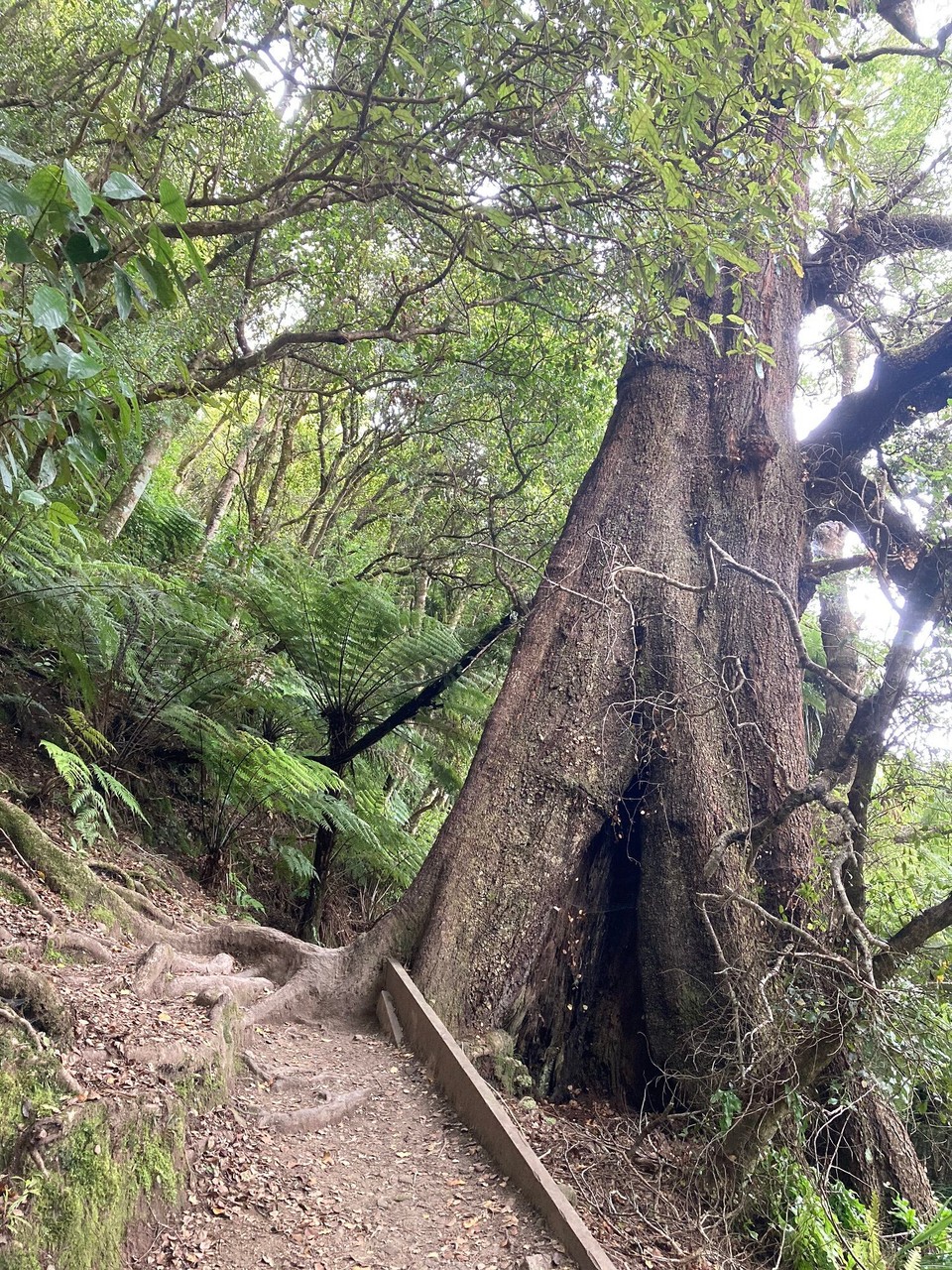 Neuseeland - Upper Hutt - Ich glaube ich hab Alice rufen gehört 😃😅