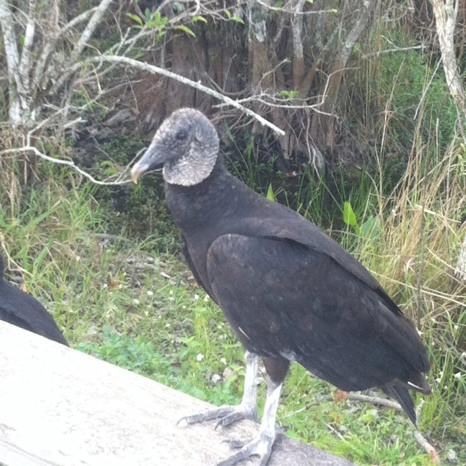 Egyesült Államok - Homestead - 