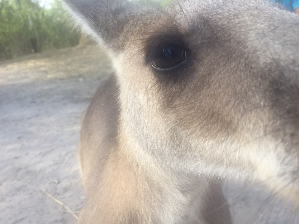  - Australia, Agnes Water, Horizons Kangaroo Sanctuary - 