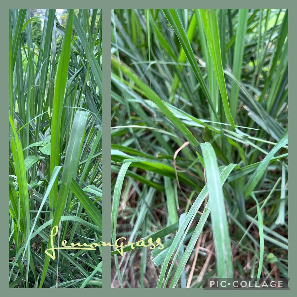 Tansania -  - 