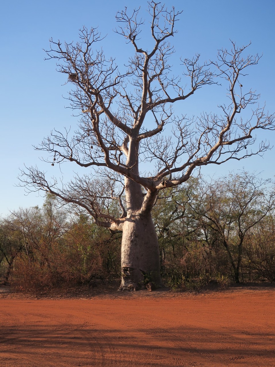 Australia - Derby - La région des baobabs!