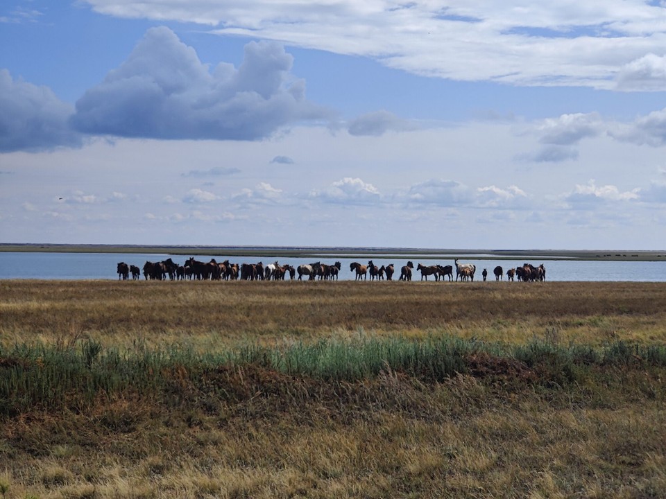 Kasachstan - Shaglak - Pferde in der Steppe beobachten. Neugierig kamen die Hoodie an mich dran und liegen wieder weg