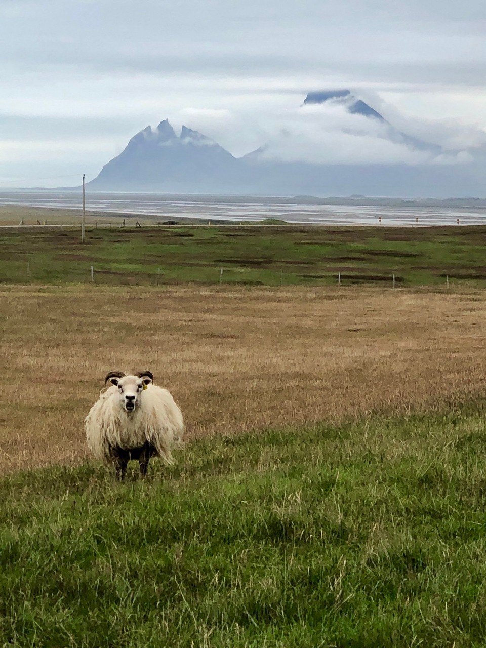 Island - Sveitarfélagið Hornafjörður - Dann wird aber doch Alarm geschlagen... Ok. Ich geh ja schon wieder...