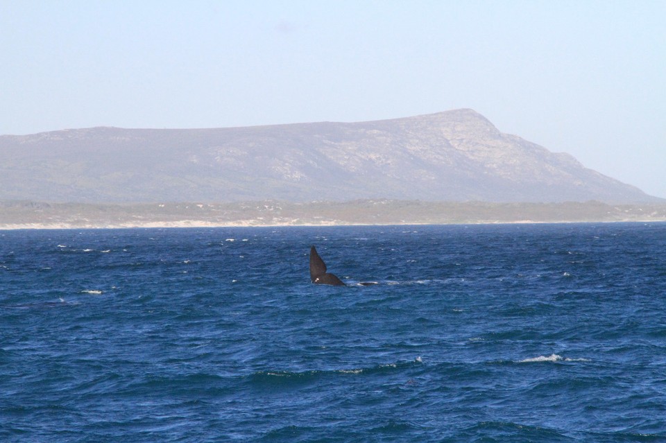 Südafrika - Gansbaai - Ein paar Bilder von den Walen