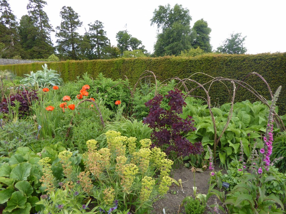 Ireland - Enniskerry - More photos of plants for you Annie! The walled garden features Ireland’s longest herbaceous border; no third place here!