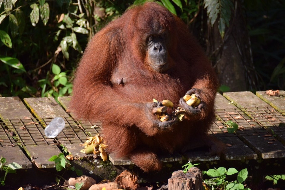 Malaysia - Kuching - 