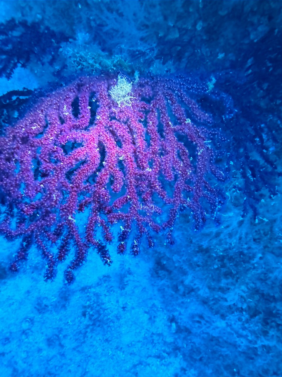 Italien - Capoliveri - …eine rote