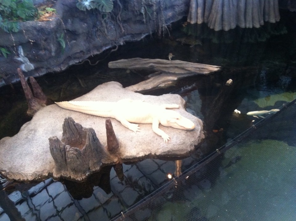 Egyesült Államok - San Francisco - 