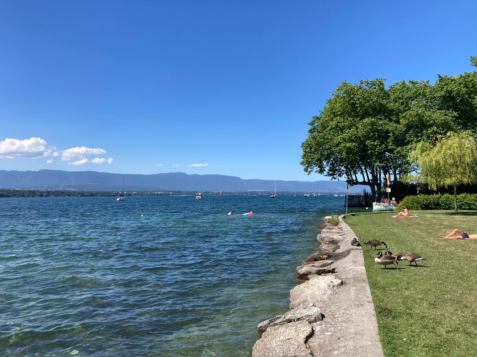 Schweiz - Vésenaz - Genfer-See mit Gänsefamilie