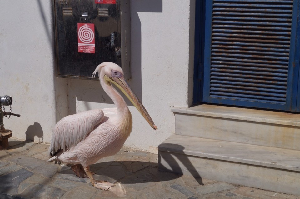 Griechenland - Mykonos - Der Pelikan ist vielleicht der 3 oder 4 Nachfolger, eine Berühmtheit hier.