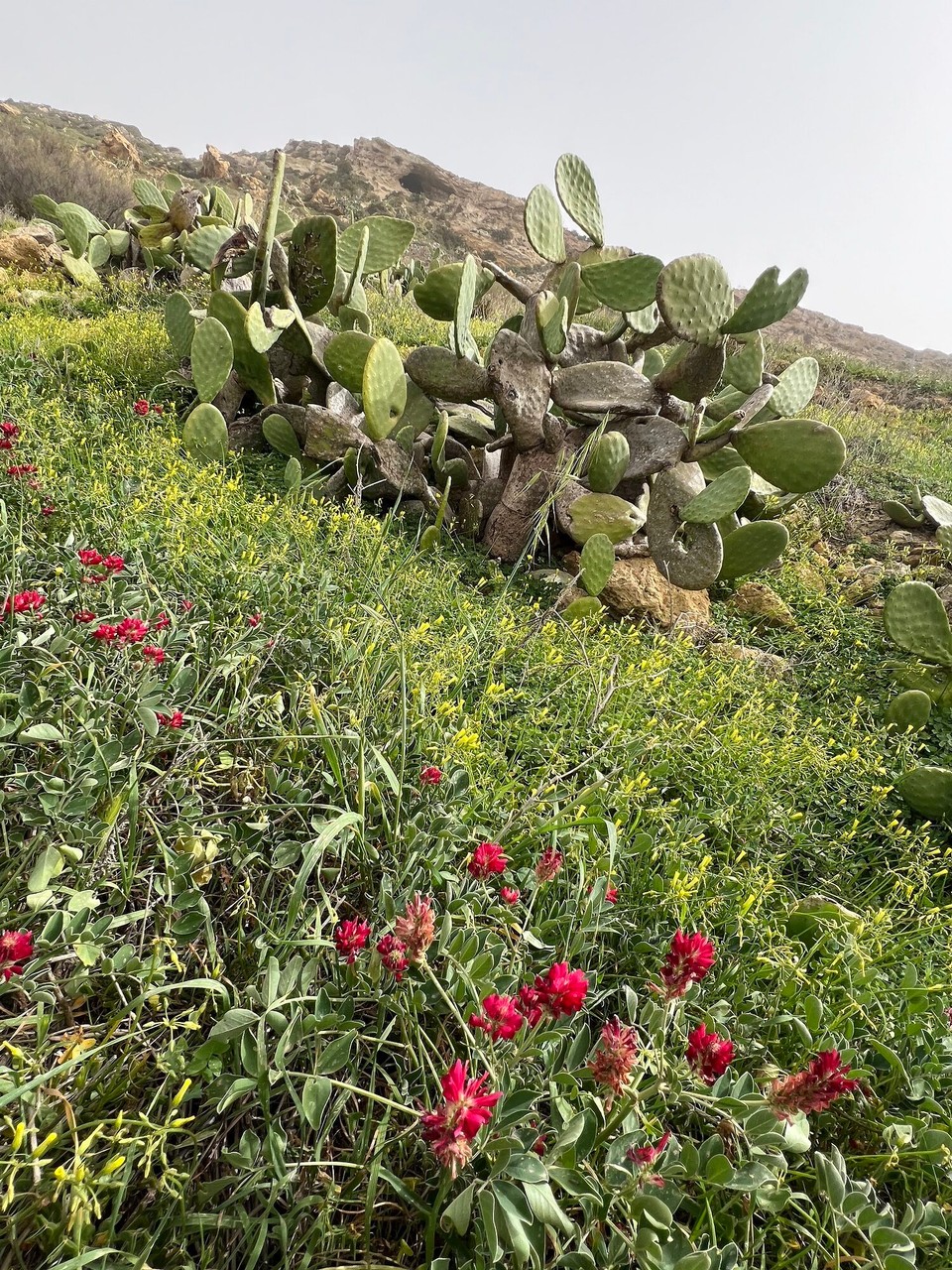Malta - Nadur - 