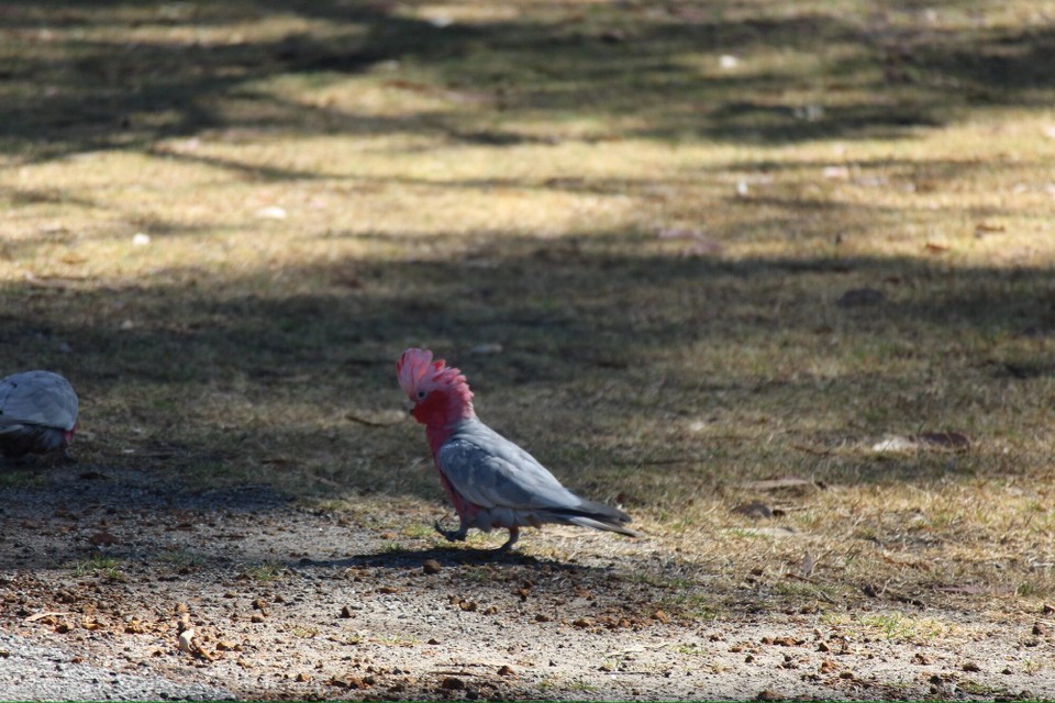 Australien - William Bay - Heute Morgen wurden wir wieder von lautem Vogelgezwitscher geweckt.