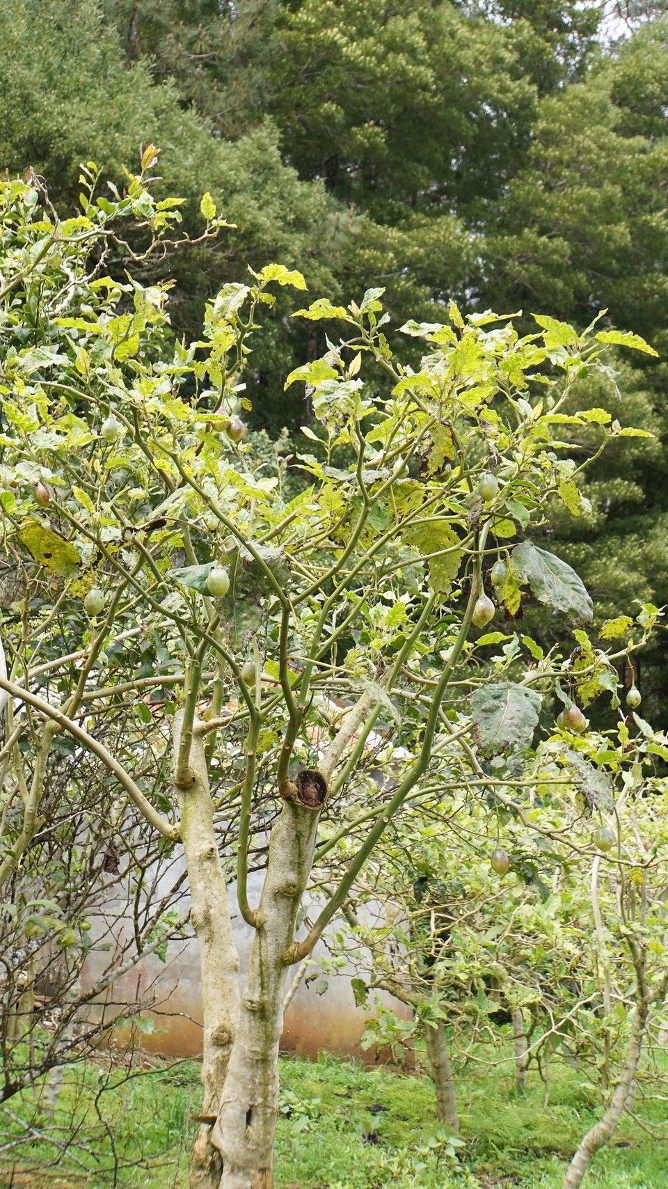 Portugal - Porto Moniz - Tamarillo