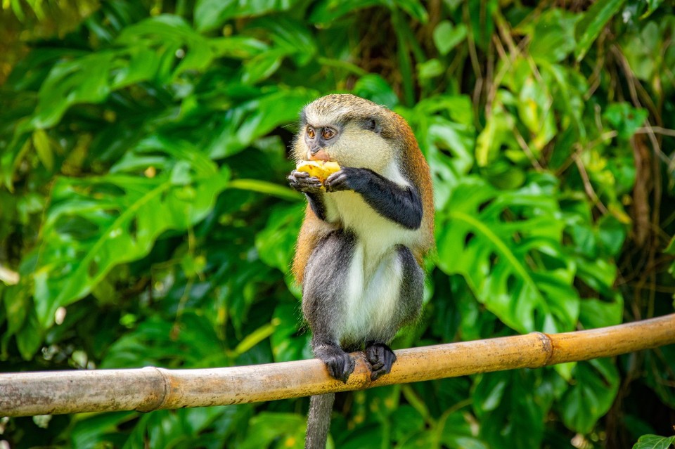 Grenada -  - Meerkatze