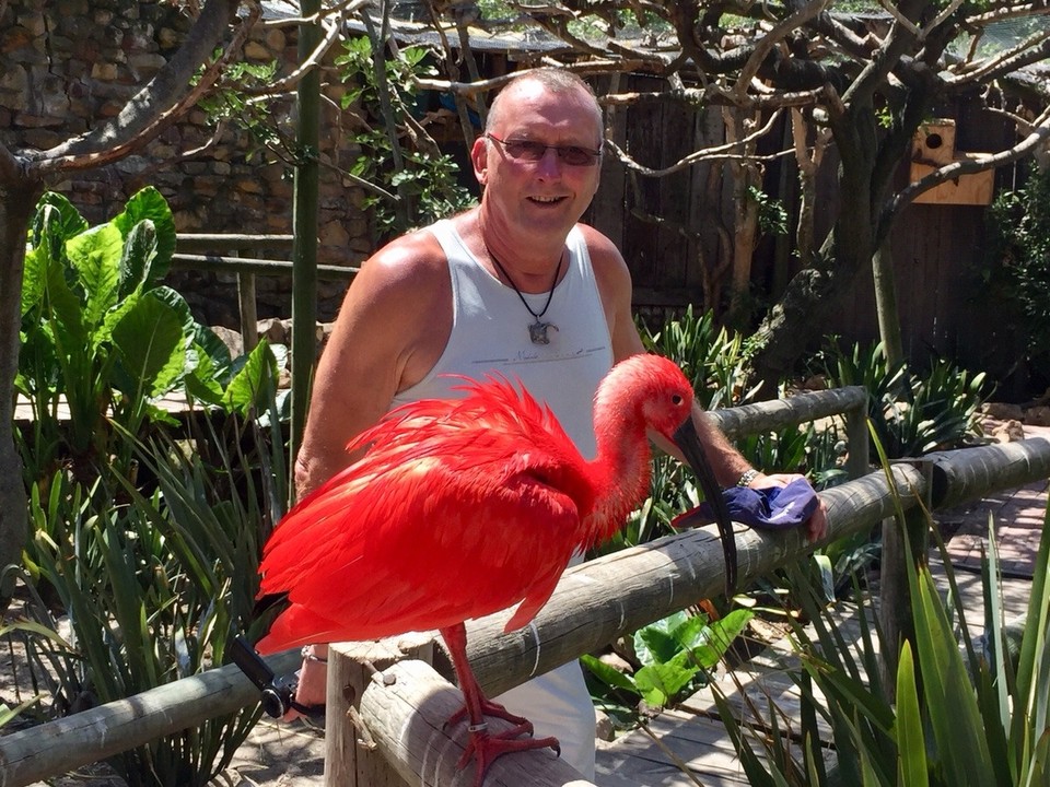 Südafrika - Hout Bay - Roter Ibis hautnah