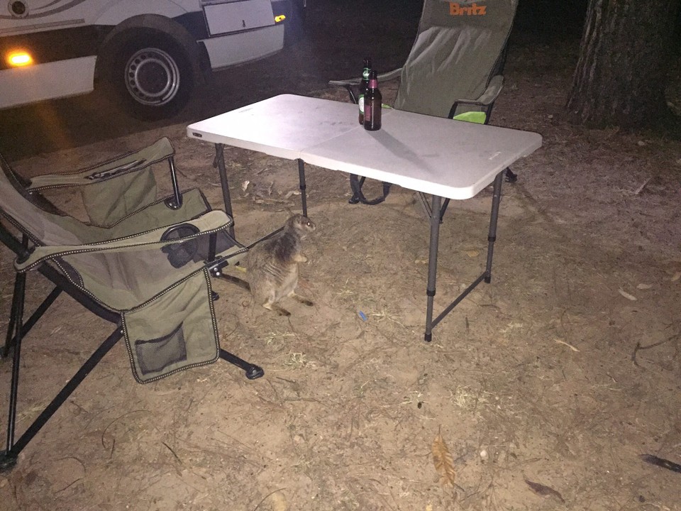 Australien - Mareeba - Gibt’s noch Reste vom Abendessen?