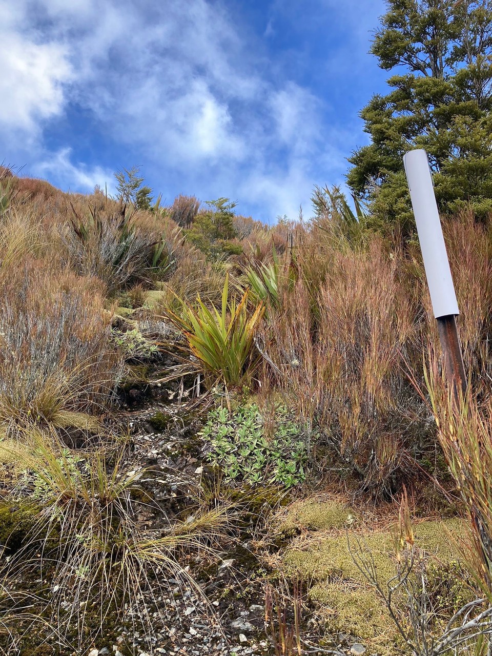Neuseeland - Tapanui - Aus dem Wald heraus zeigt sich ein bisschen blauer Himmel 😀